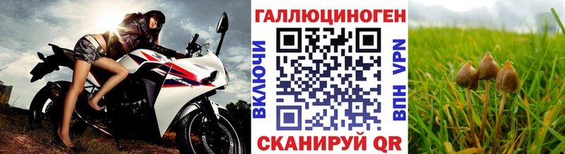 Псилоцибиновые грибы Cubensis  Сокол 