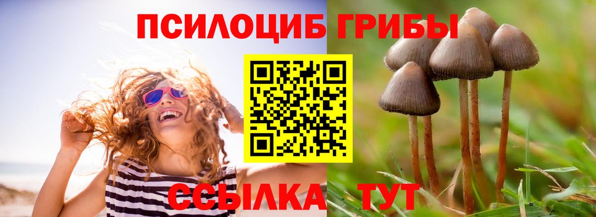 Галлюциногенные грибы Psilocybine cubensis Сокол